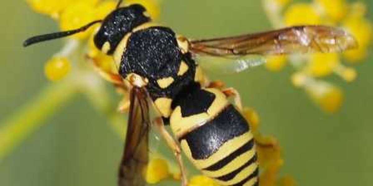 Beyond Infestation: Smarter Pest Management for Melbourne Homes