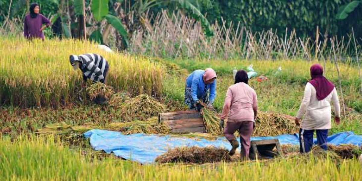 Netherlands Rainwater Harvesting Market: Trends, Growth Drivers & 2035 Forecast