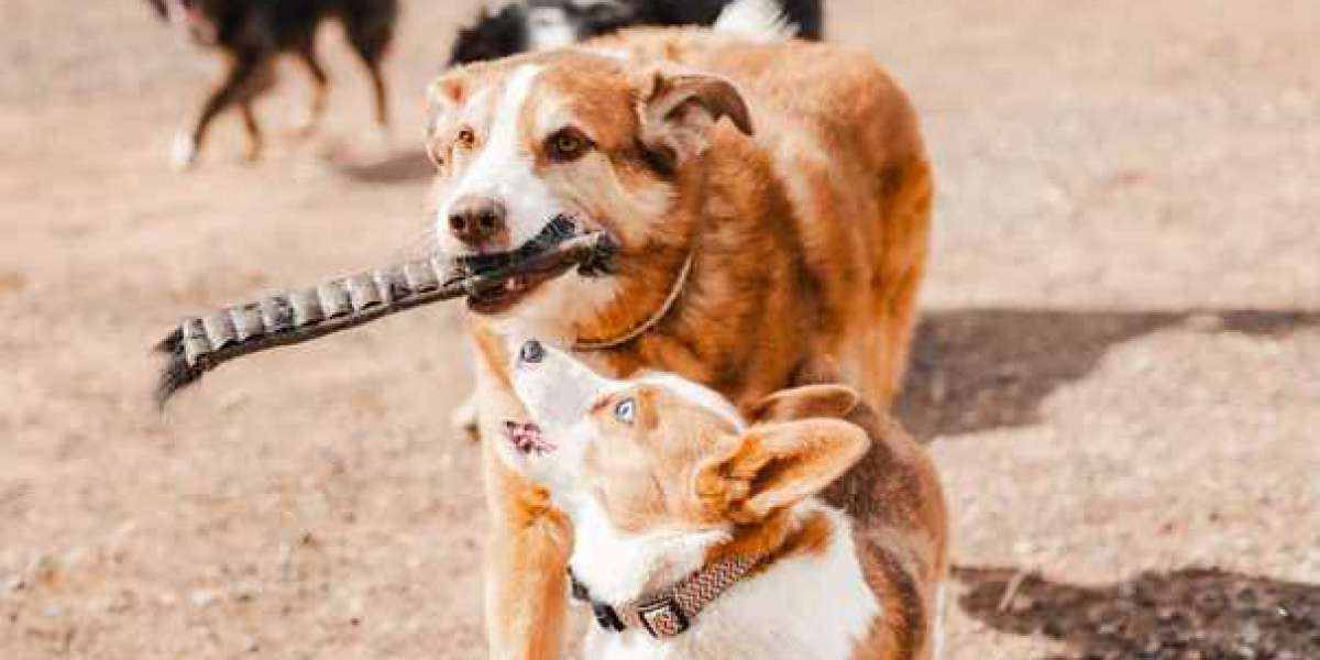 Safe for Dogs to Chew: What to Avoid and What to Choose