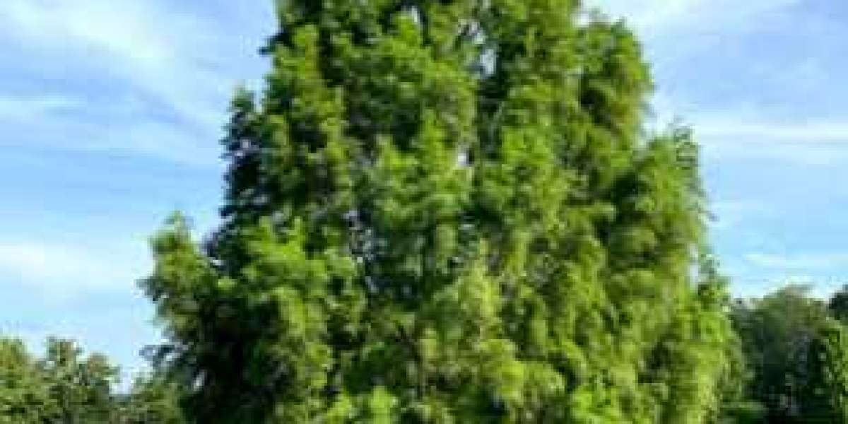 Serviceberry Tree Chicago