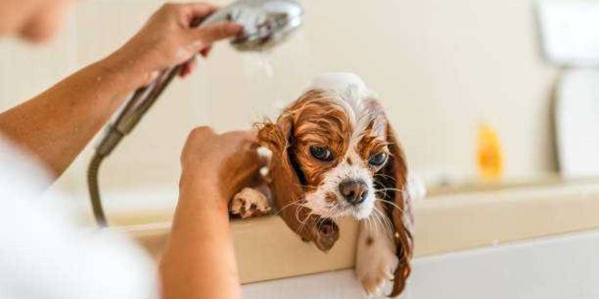 A Complete Guide to Keeping Your Dog Clean and Healthy