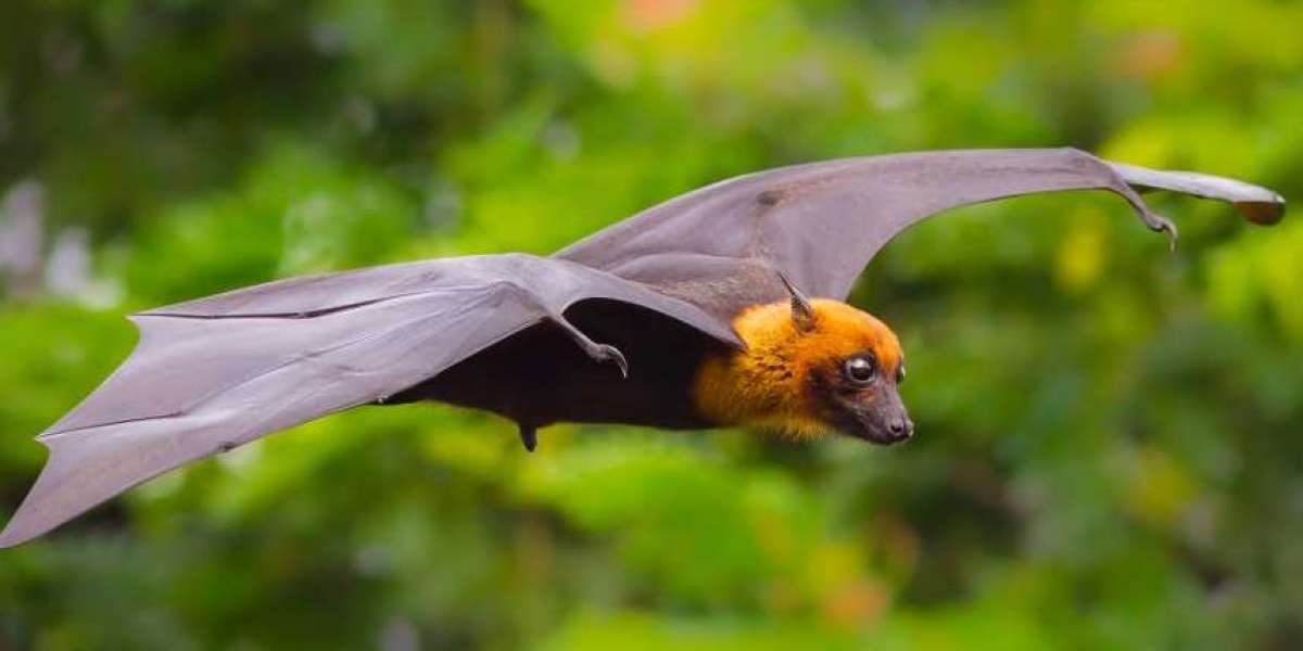 Commercial Bat Removal: Safe and Effective Solutions for Your Business