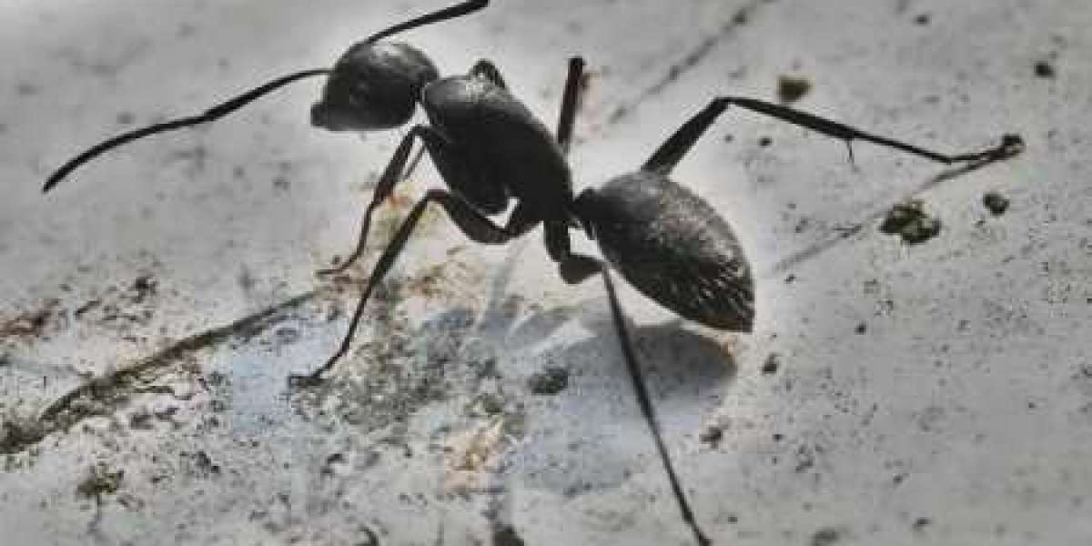 Complete Pest Control Carpenter Ants Guide for Prevention and Removal