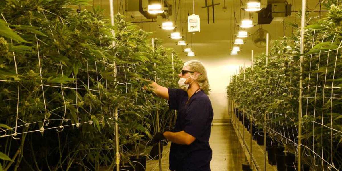 Exploring the Future of Dispensaries and Cultivations in Indiana