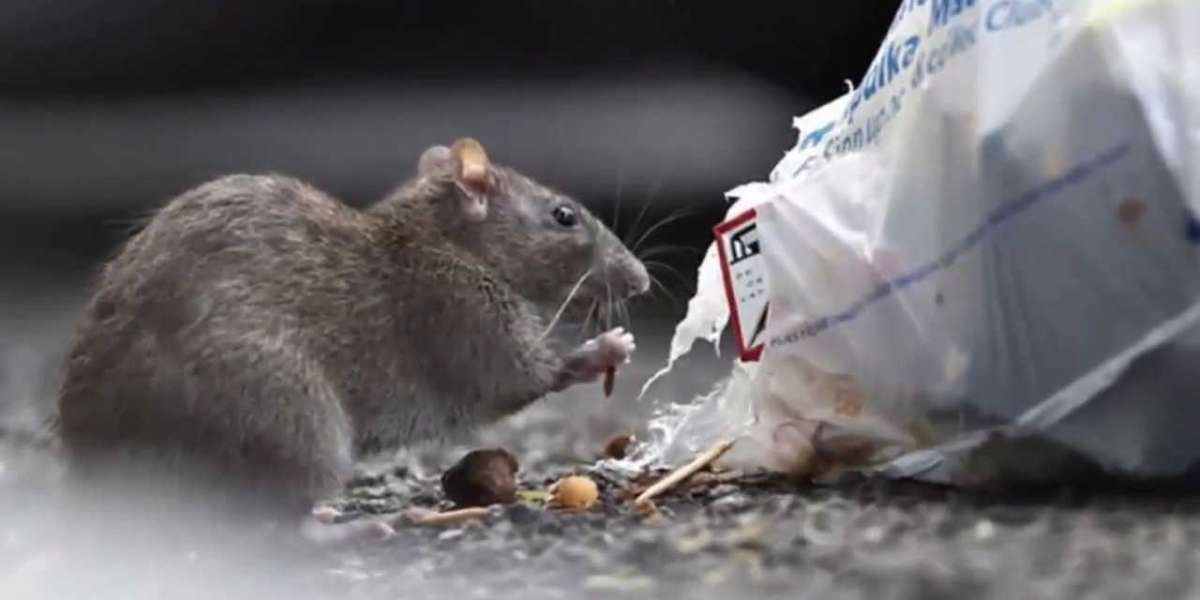 Rodent Control Brampton: The Ultimate Guide to a Safe, Clean, and Pest-Free Environment