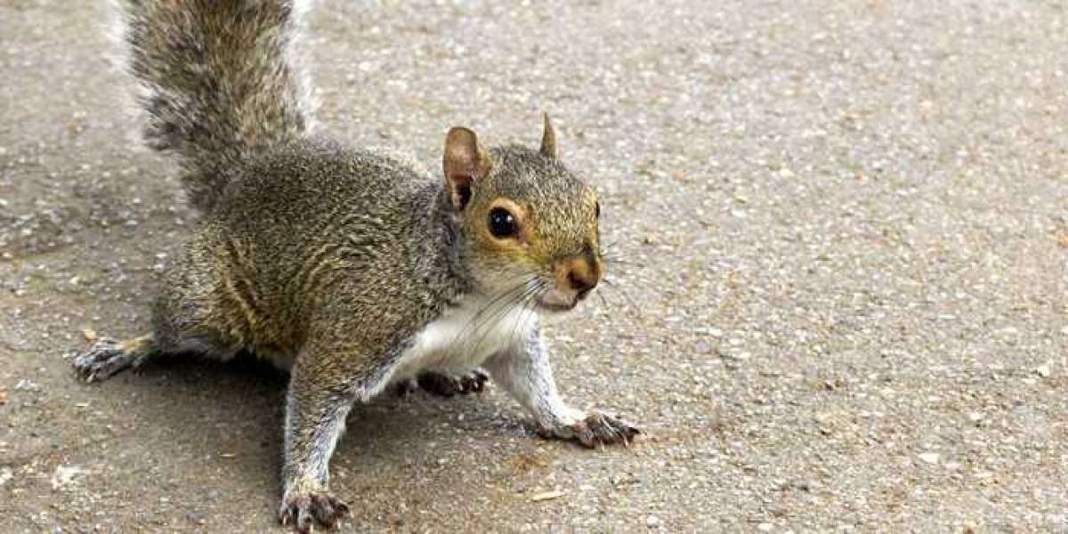 Silent Invaders in the Suburbs: The Ultimate Guide to Squirrel Control Vaughan