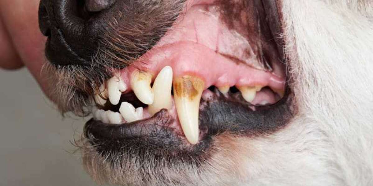 Emergency Pet Mouth Pain: Signs, Causes, and Immediate Care