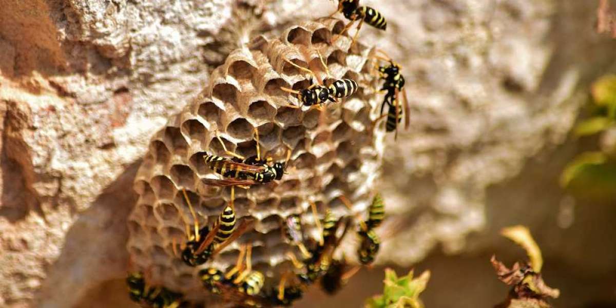 Wespen entfernen Berlin