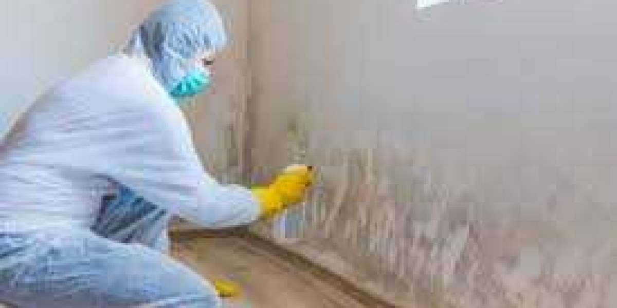Why Hire a Professional Attic Mold Removal Service for Your Home?