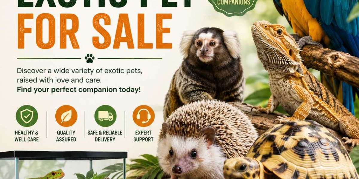 Trusted Exotic Pet Companions Bringing Joy To Loving Homes Worldwide Today