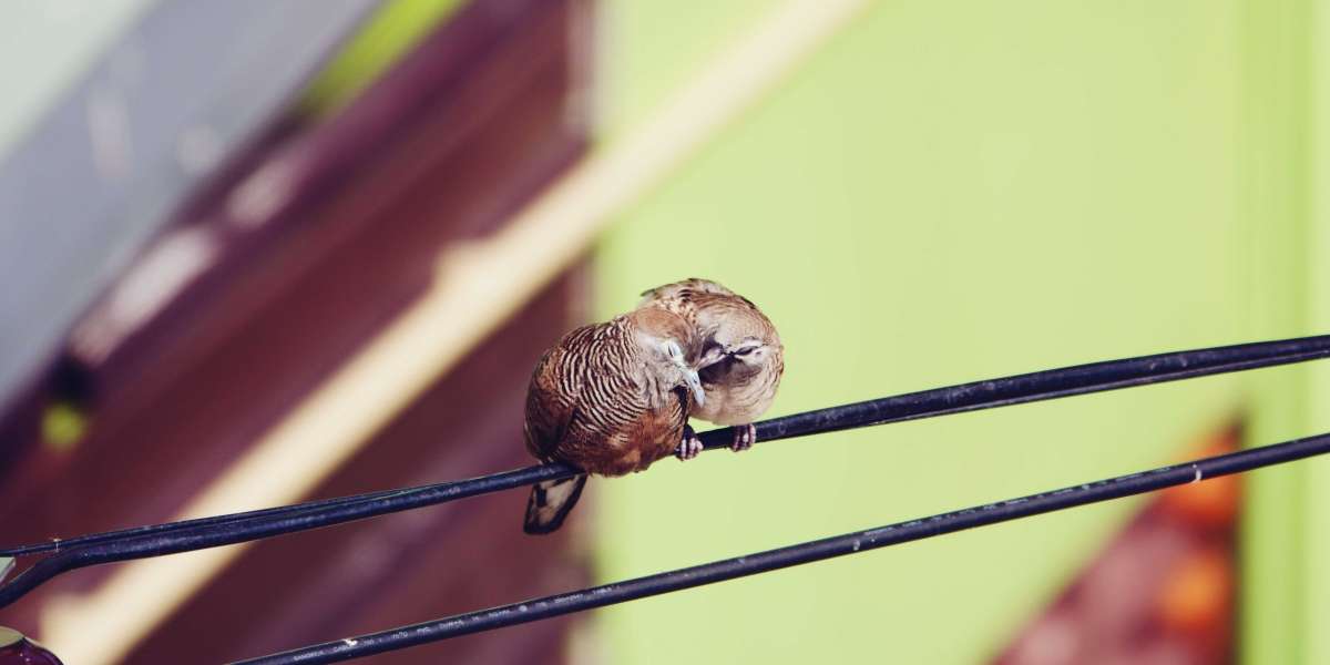 Integrated Rodent and Wildlife Control Approaches for Urban Infrastructure in Toronto
