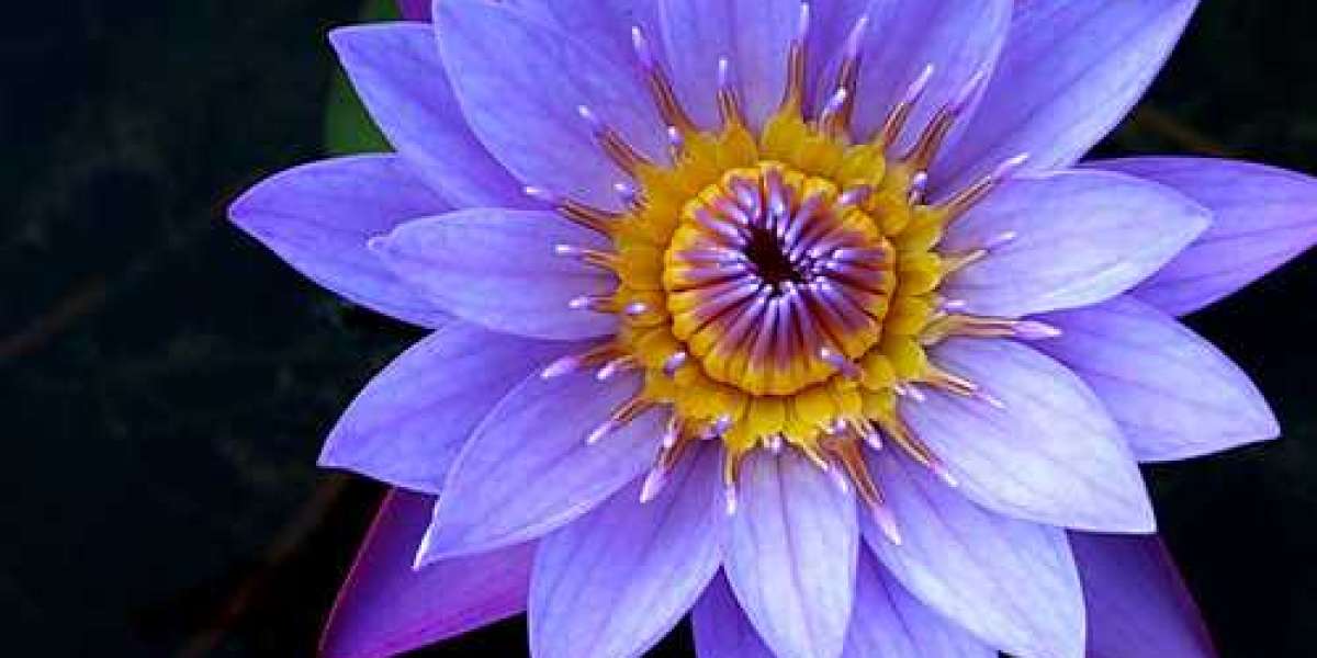 Karangan Bunga Medan Terbaru dan Elegan