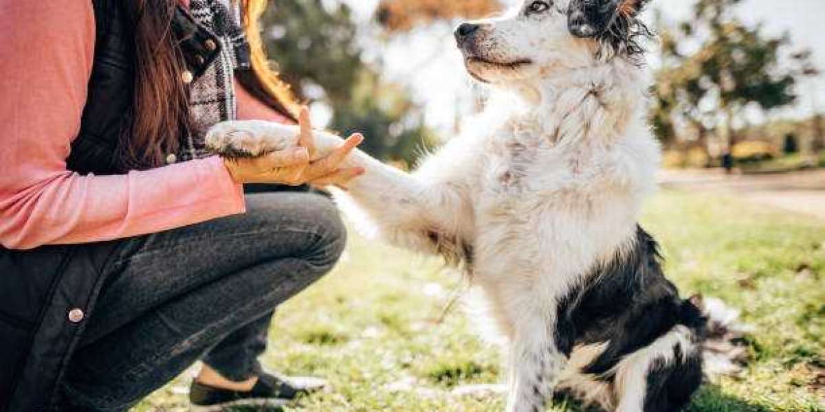 Why Every Dog Owner Needs to Read a Nigel Reed Dog Trainer Book