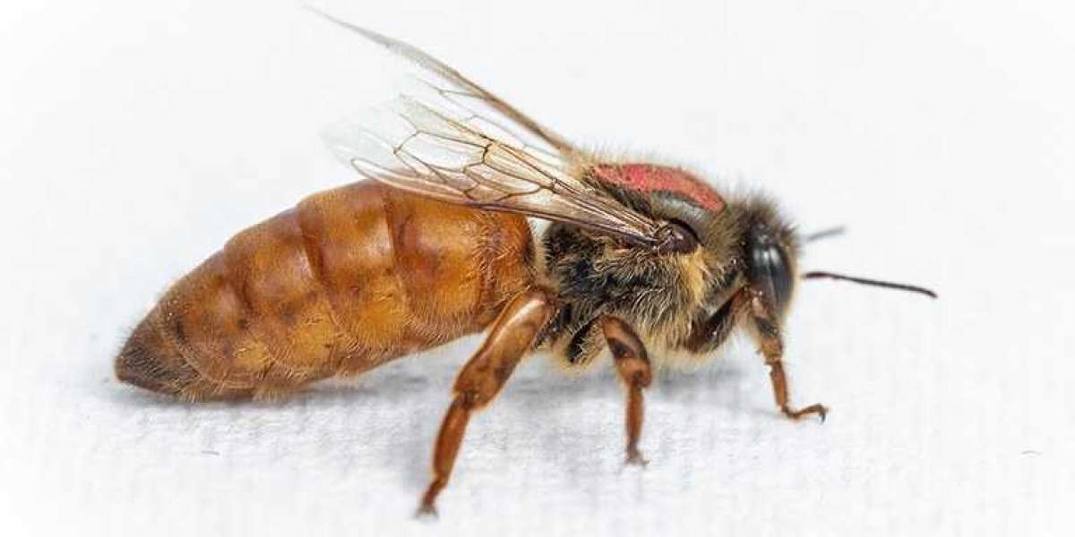 Queen Bees for Sale Australia – Premium Honey Bee Queens